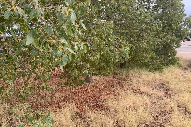 Fifth view of Homely land listing, 40 Massingham Street, Kellerberrin WA 6410