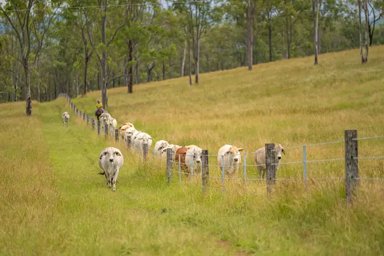 238 Blacksnake Road, Black Snake QLD 4600