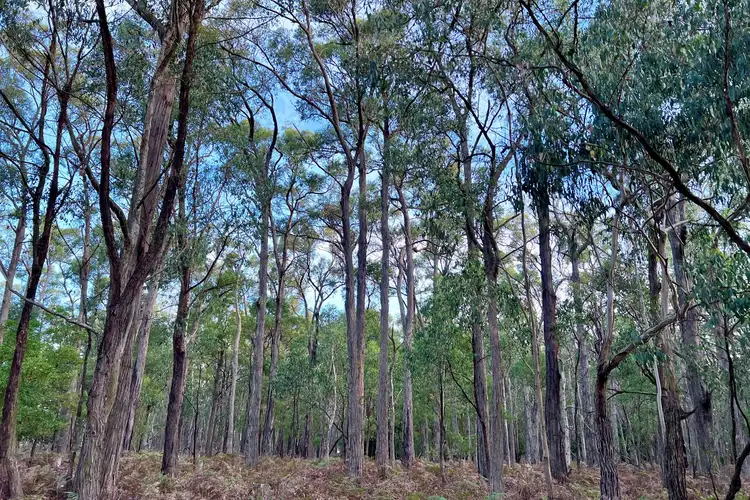 Third view of Homely rural property listing, Cemetery Road, Cobden VIC 3266
