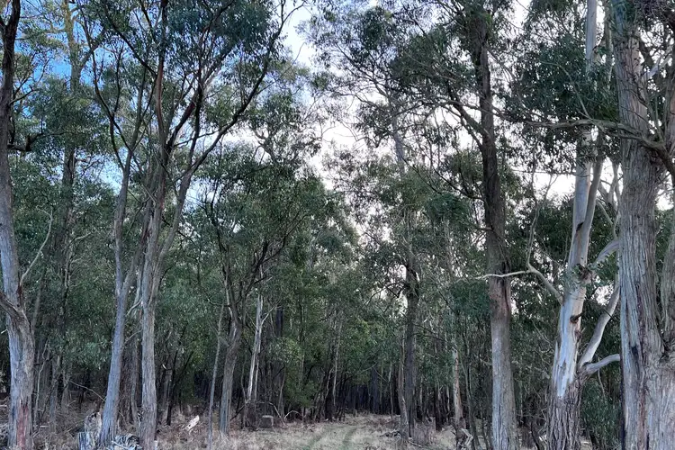 Fifth view of Homely rural property listing, Cemetery Road, Cobden VIC 3266