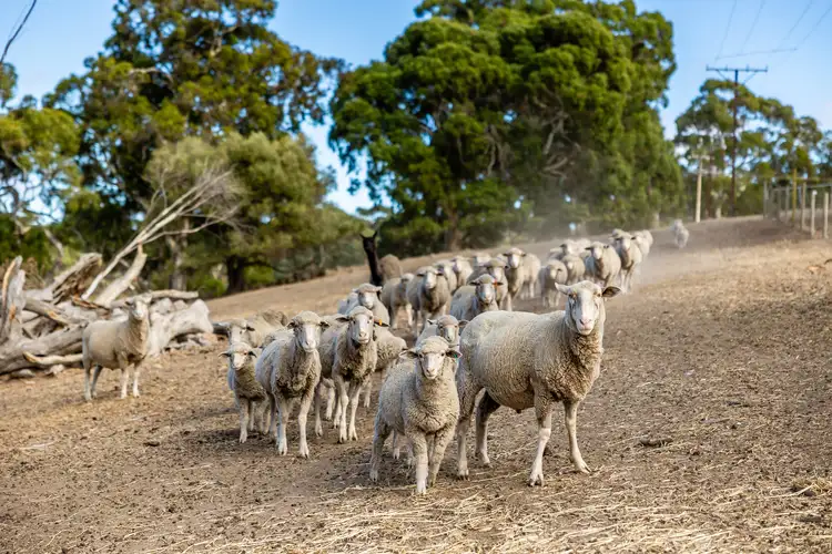 Fifth view of Homely rural property listing, 189 Grants Gully Road, Clarendon SA 5157