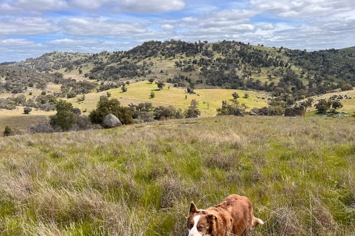 Main view of Homely rural property listing, Lot 3 Tarrants Gap Road, Wyangala NSW 2808