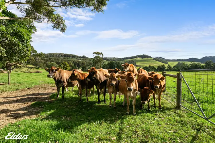 Fifth view of Homely rural property listing, 83 Greigs Creek Road, Won Wron VIC 3971