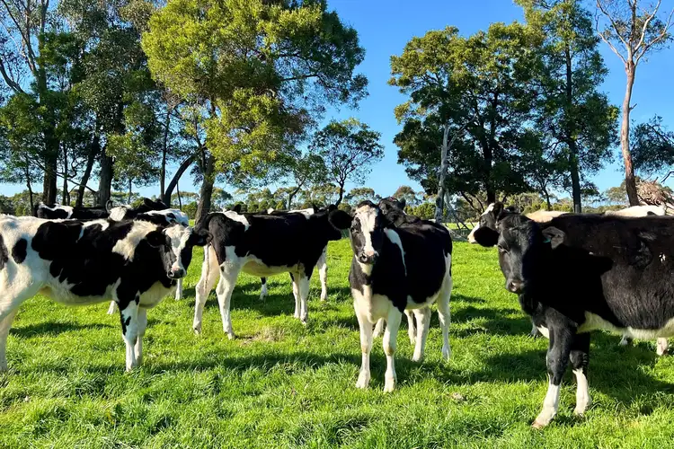 Main view of Homely rural property listing, Cobden-South Ecklin Road, Cobden VIC 3266