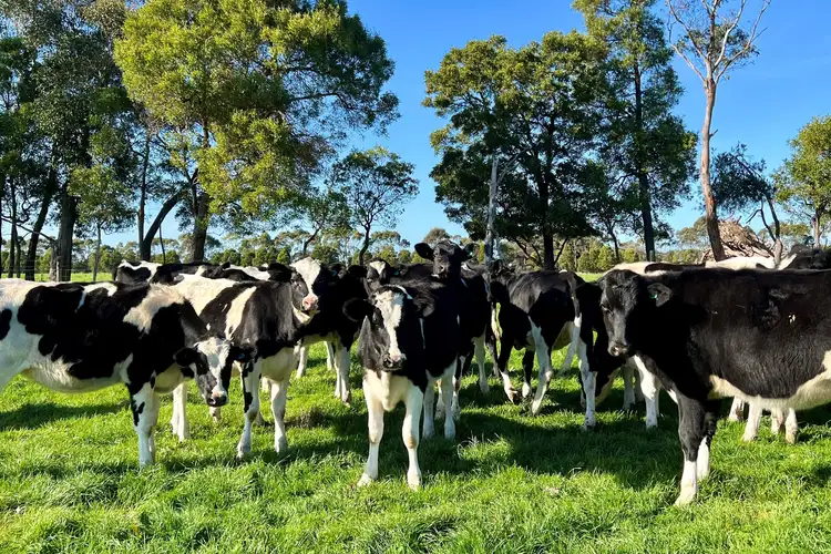 Fifth view of Homely rural property listing, Cobden-South Ecklin Road, Cobden VIC 3266