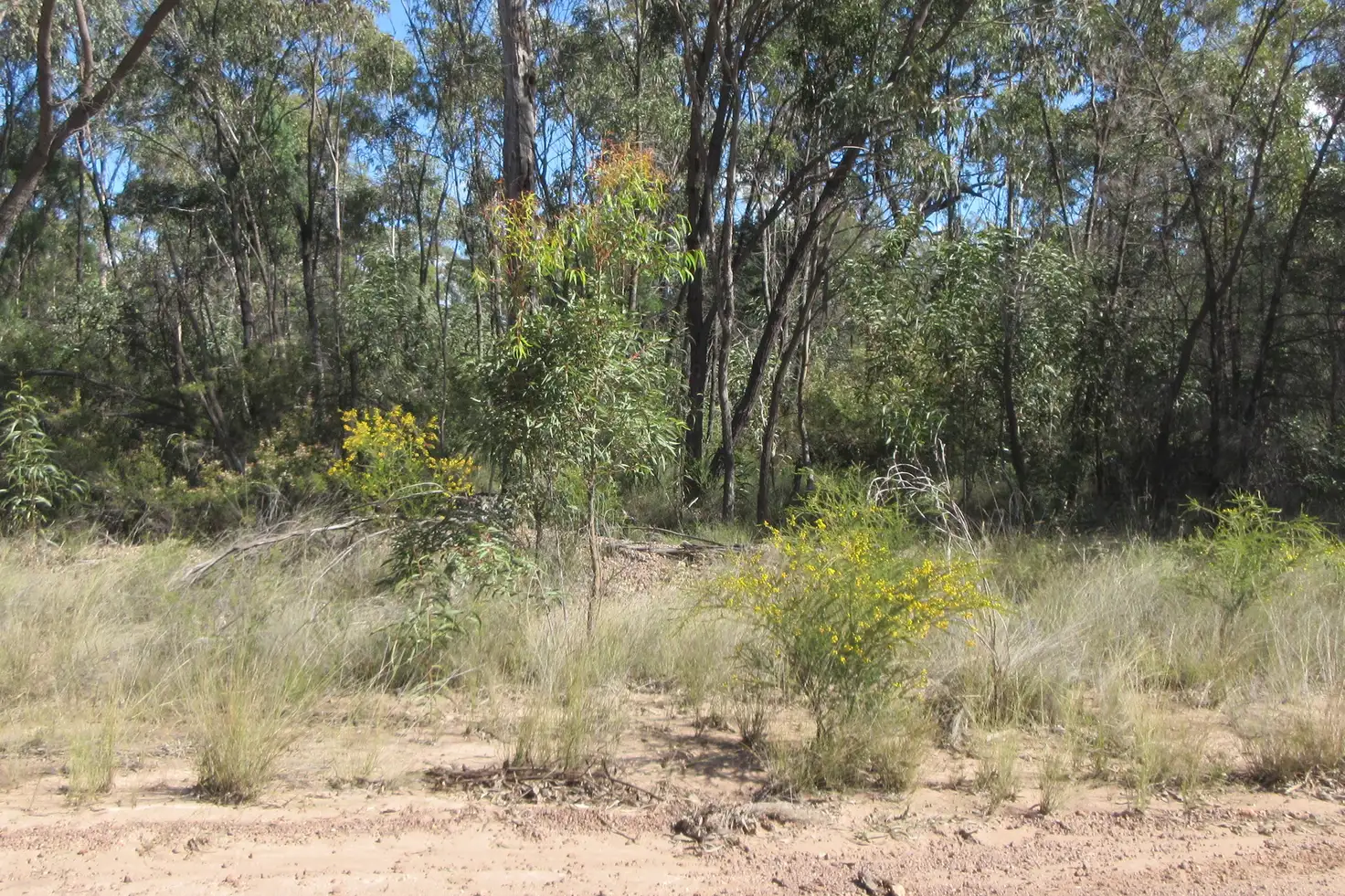 Main view of Homely rural property listing, Lot/113 Lewington Road, Tara QLD 4421