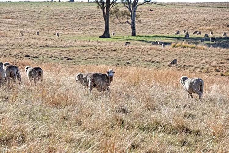 Fifth view of Homely rural property listing, 50 Medways Lane, Gunning NSW 2581