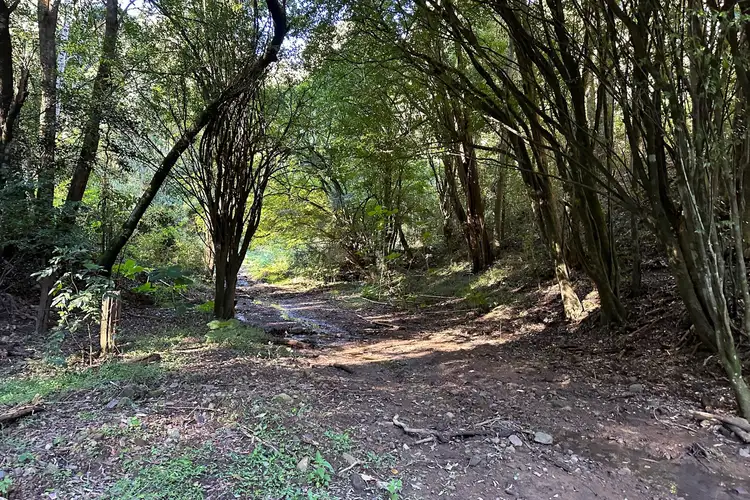 Fifth view of Homely rural property listing, 129 Quartpot Creek Road, Dungog NSW 2420