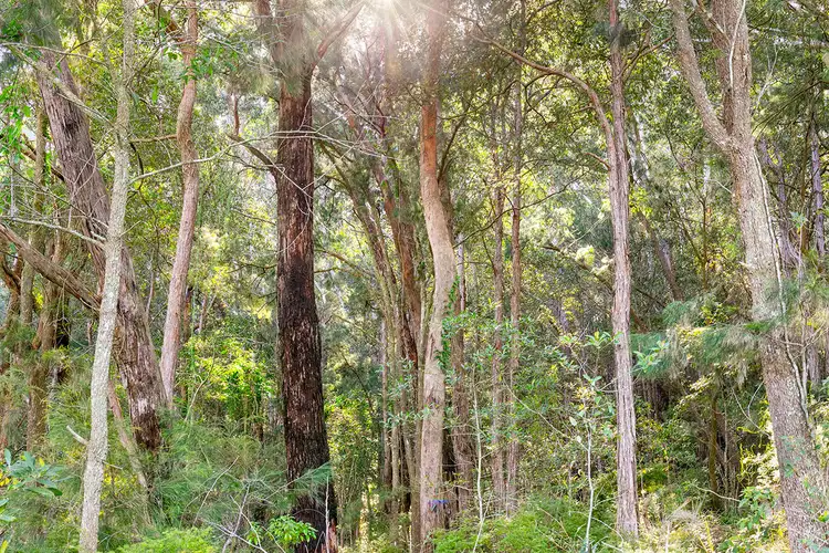 Sixth view of Homely rural property listing, 20 James Norton Road, Bensville NSW 2251