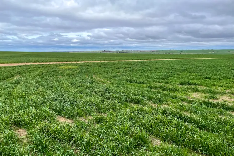 Main view of Homely rural property listing, 4529 Kulin-Lake Grace Road, Kuender WA 6353