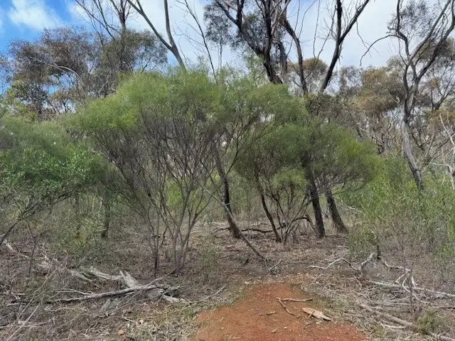 Second view of Homely rural property listing, LOT CA5 Scotts Lane, Wedderburn VIC 3518