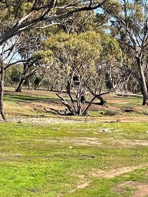 Seventh view of Homely rural property listing, 447 Qualen West Road, Gwambygine WA 6302