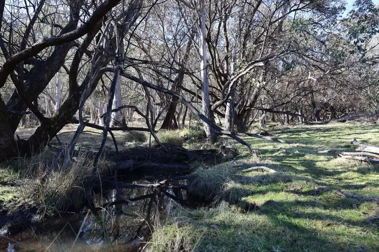 Fifth view of Homely rural property listing, 2891 Limestone Road, Benambra VIC 3900