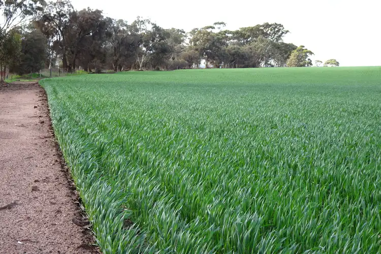 Second view of Homely rural property listing, 452 Painters Road, Collanilling WA 6315