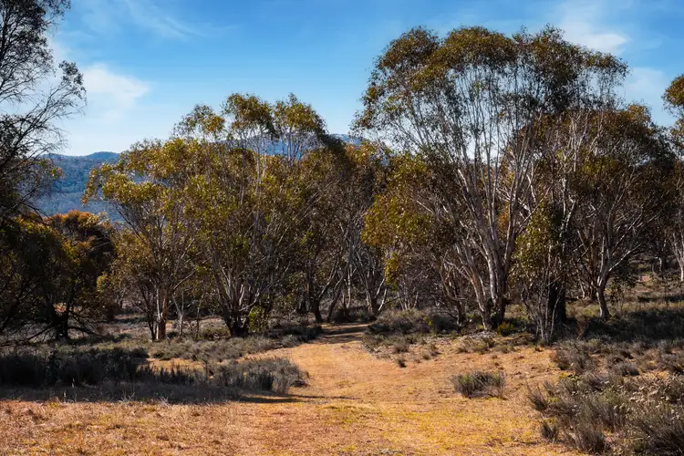 Sixth view of Homely rural property listing, 42 Outpost Road, Yaouk NSW 2629