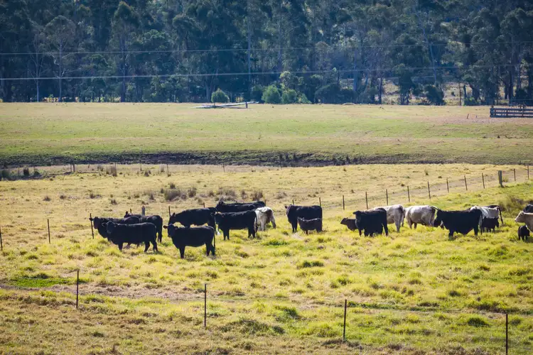 Fifth view of Homely house listing, 231-232 Mount Darragh Road, South Pambula NSW 2549