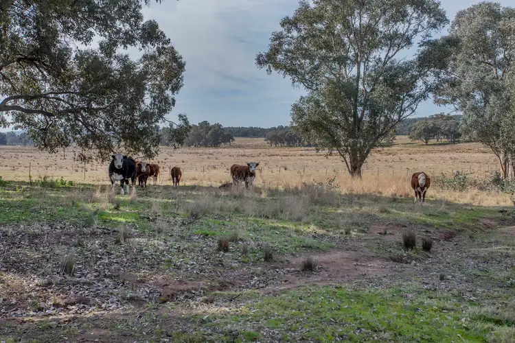 Main view of Homely land listing, 367 Stoney Hill Road, Cowra NSW 2794