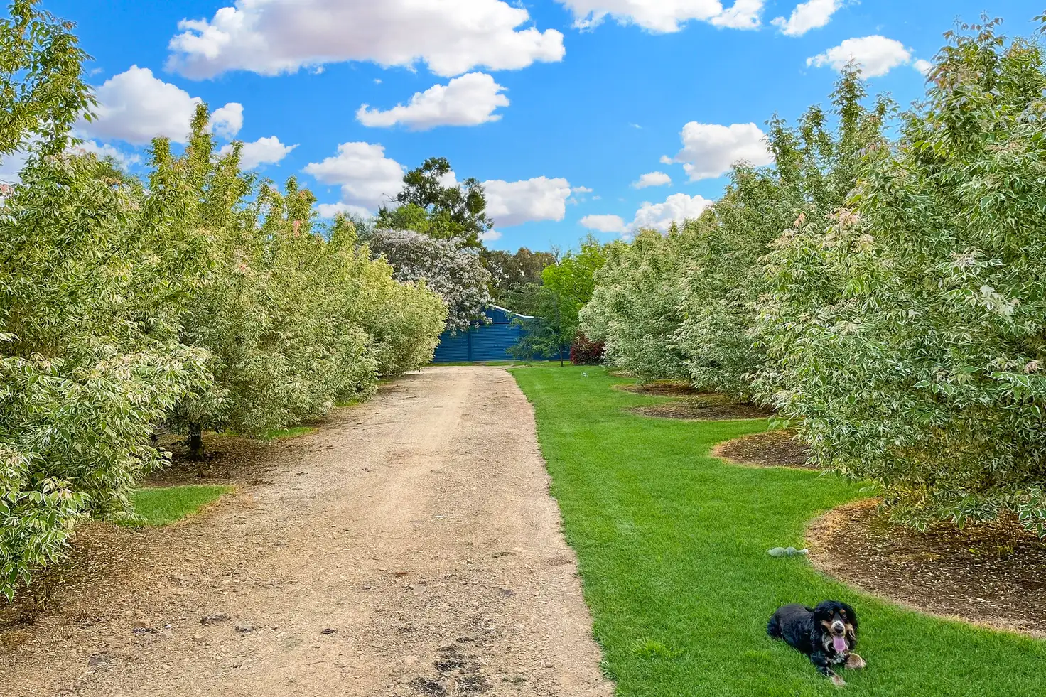 Main view of Homely rural property listing, 20 Square Road, Moorbel NSW 2804