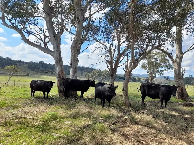 Third view of Homely rural property listing, 2625 Bylong Valley Way, Rylstone NSW 2849