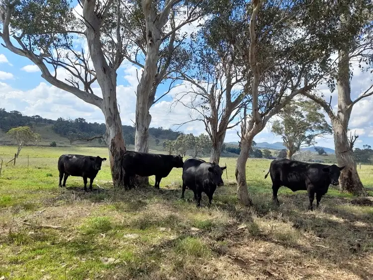 Fourth view of Homely rural property listing, 2625 Bylong Valley Way, Rylstone NSW 2849