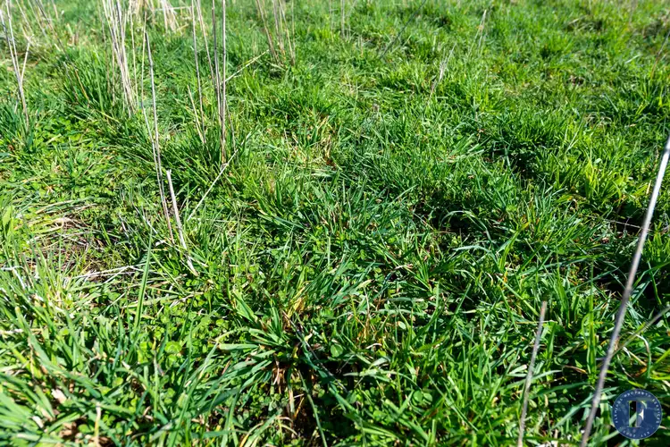 Fourth view of Homely rural property listing, Lot 3 Milo Roads, Murringo NSW 2586