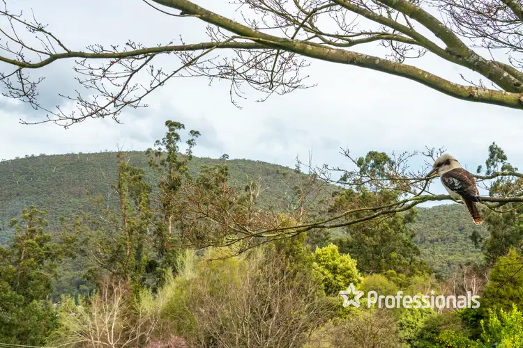 Second view of Homely house listing, 37 Carroll Avenue, Millgrove VIC 3799