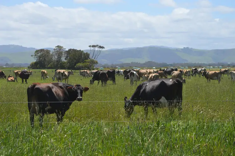 Third view of Homely rural property listing, 10 OLD HAT Road, Foster VIC 3960