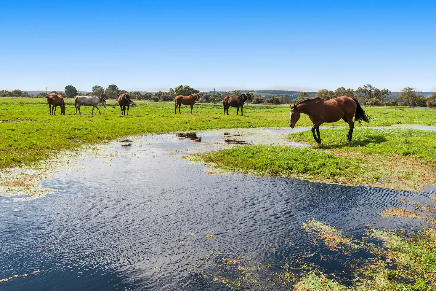 Main view of Homely rural property listing, 24 Gaston Road, Bullsbrook WA 6084