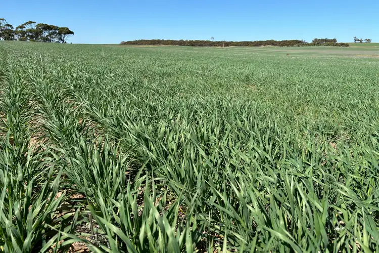 Second view of Homely rural property listing, Lot 52 Larne Drive, Mount Wedge SA 5670