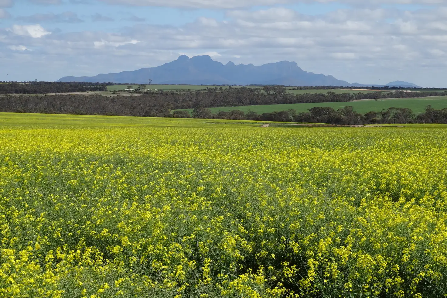 Main view of Homely rural property listing, 441 Oakdale Road, Cowalellup WA 6336