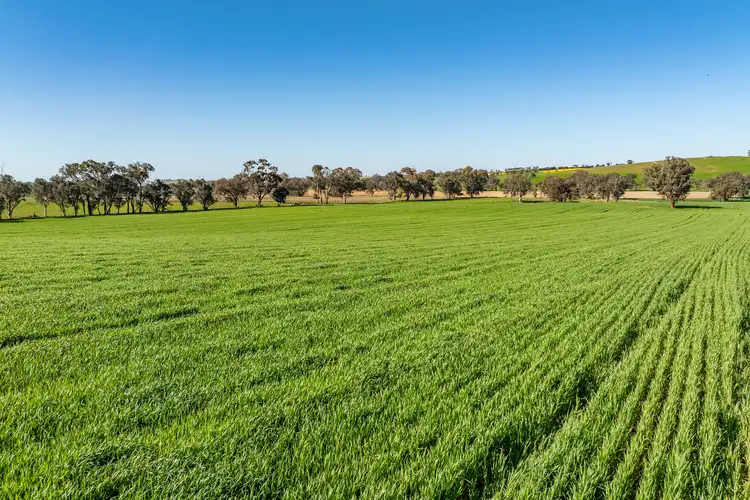 Bumbaldry Road, Greenethorpe NSW 2809