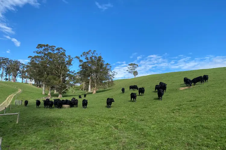 Fourth view of Homely rural property listing, 226 Wild Dog Road, Strzelecki VIC 3950