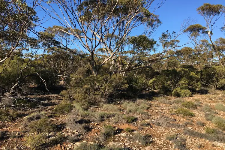 LOT 73 Dickson Drive, Cungena SA 5660