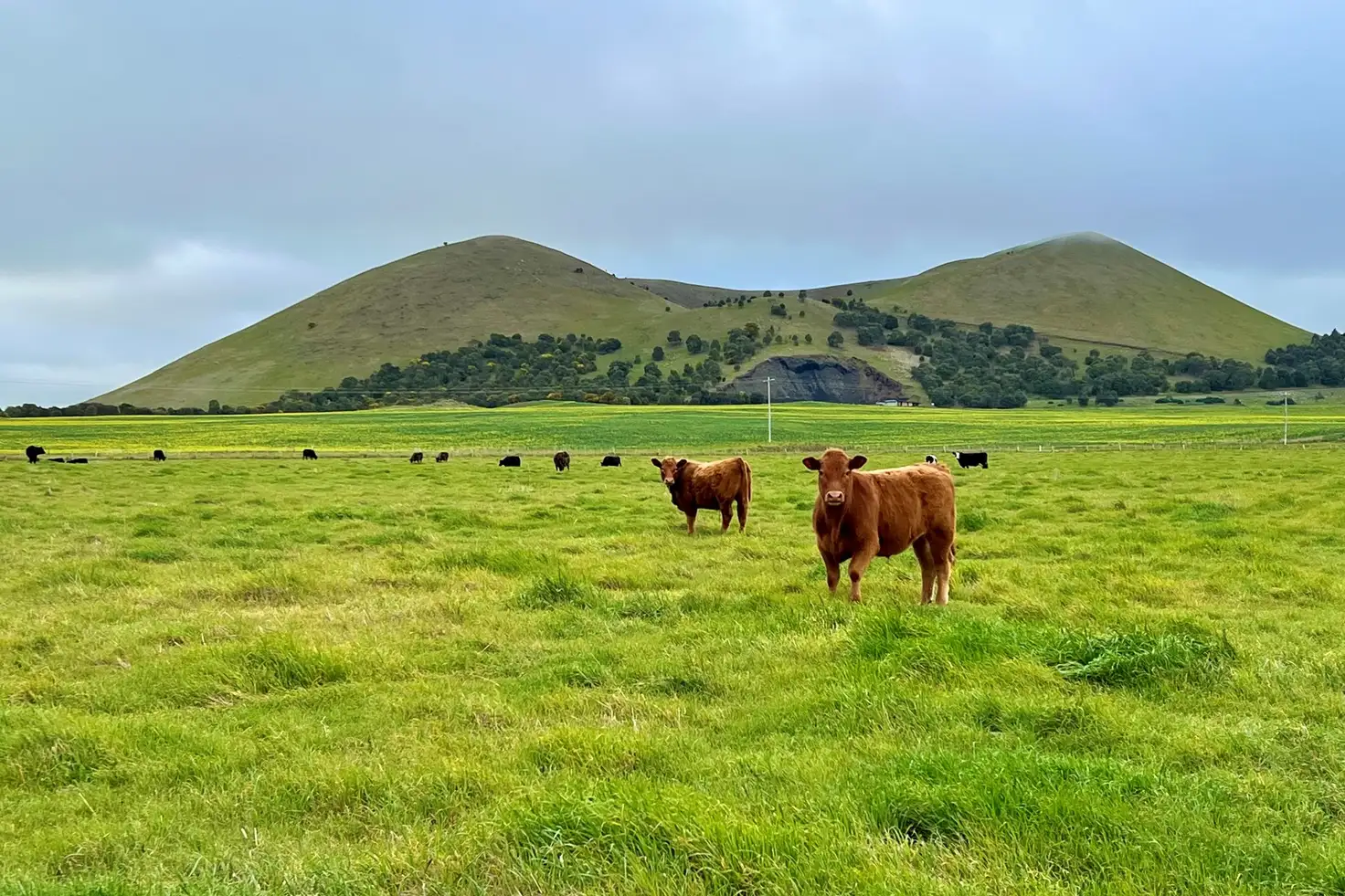 Main view of Homely rural property listing, 65 Chatsworth Road, Derrinallum VIC 3325