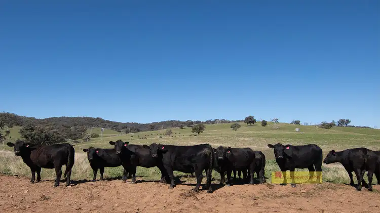 Fourth view of Homely rural property listing, 656 Uungula Road, Wuuluman NSW 2820