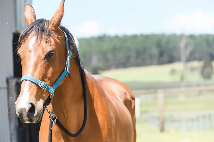 Fifth view of Homely house listing, 256 Iona Park Road, Moss Vale NSW 2577