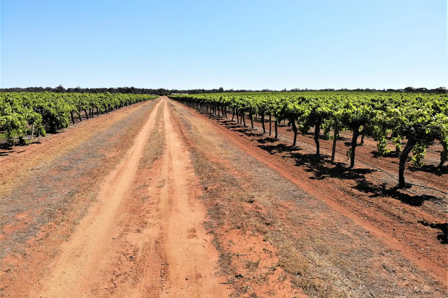 Main view of Homely rural property listing, 2756 Tapalin Mail Road, Euston NSW 2737