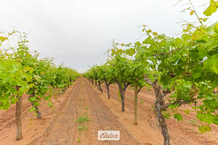 Fourth view of Homely rural property listing, 5 Murray Avenue, Red Cliffs VIC 3496