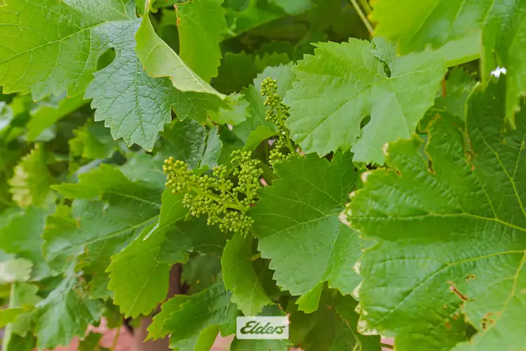 Fifth view of Homely rural property listing, 5 Murray Avenue, Red Cliffs VIC 3496