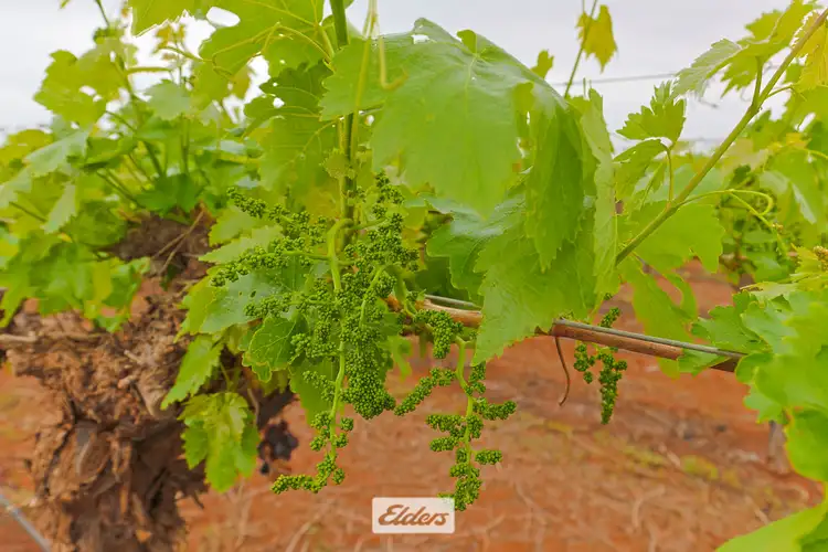 Fifth view of Homely rural property listing, 1011 Coorong Avenue, Red Cliffs VIC 3496