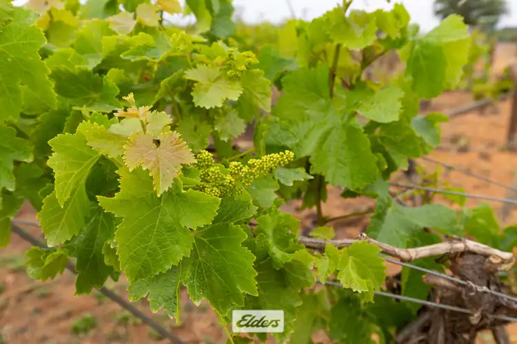 Sixth view of Homely rural property listing, 1011 Coorong Avenue, Red Cliffs VIC 3496