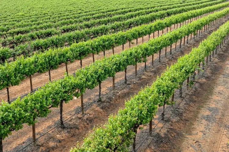 Third view of Homely rural property listing, Lot 24 Jury Road, Monash SA 5342