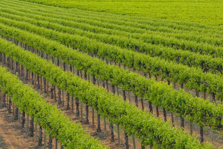 Fifth view of Homely rural property listing, Lot 24 Jury Road, Monash SA 5342