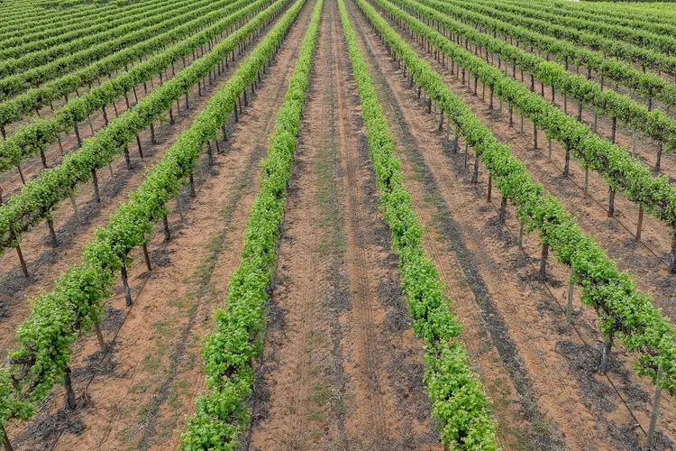 Seventh view of Homely rural property listing, Lot 24 Jury Road, Monash SA 5342