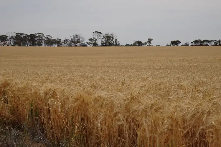 Main view of Homely rural property listing, 1799 Nambadalling Road, Corrigin WA 6375