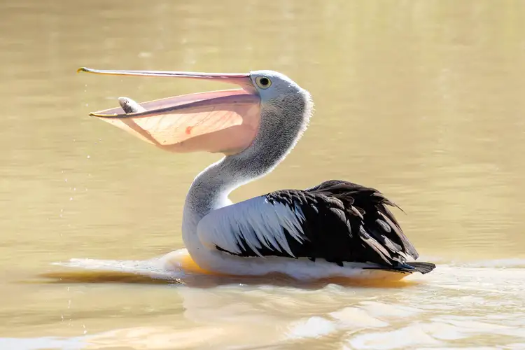 Sixth view of Homely house listing, 97 Witonga Drive, Yamba NSW 2464