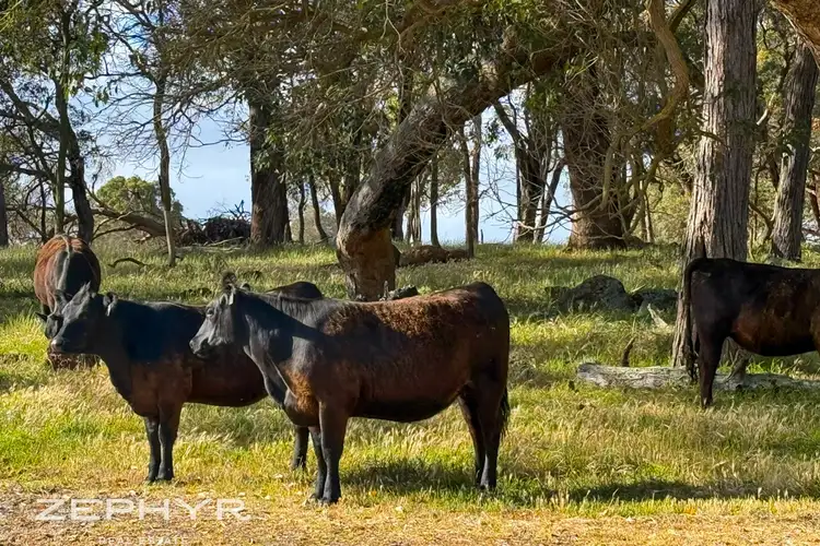 Fourth view of Homely rural property listing, LOT 893 Mead Road, Kalgan WA 6330