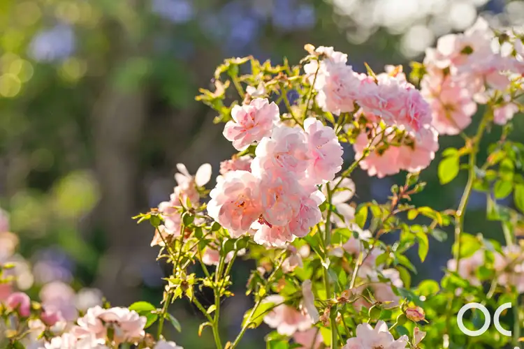 Third view of Homely house listing, 4 Firth Place, Sellicks Beach SA 5174