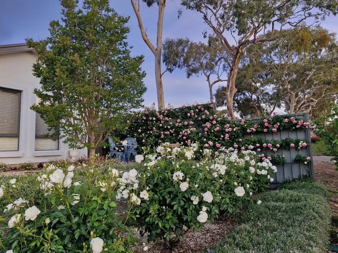 Main view of Homely house listing, 4A Webb Street, Clare SA 5453