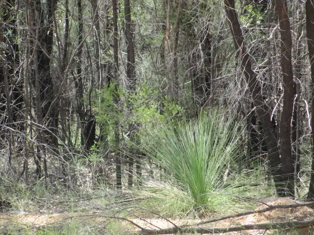 Second view of Homely rural property listing, Lot 94 Golden Glow Road, Tara QLD 4421
